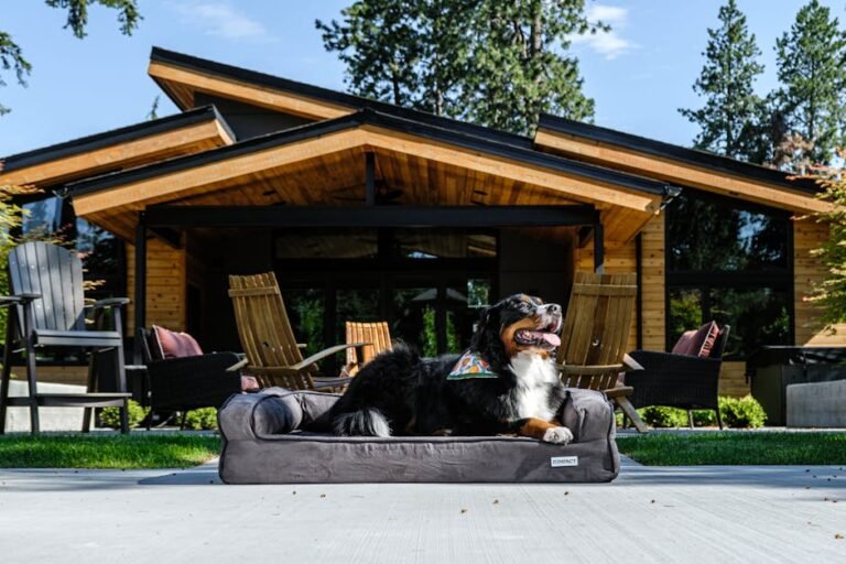 Bernese Mountain Dog enjoying a sunny day on a bed in a modern backyard setting.